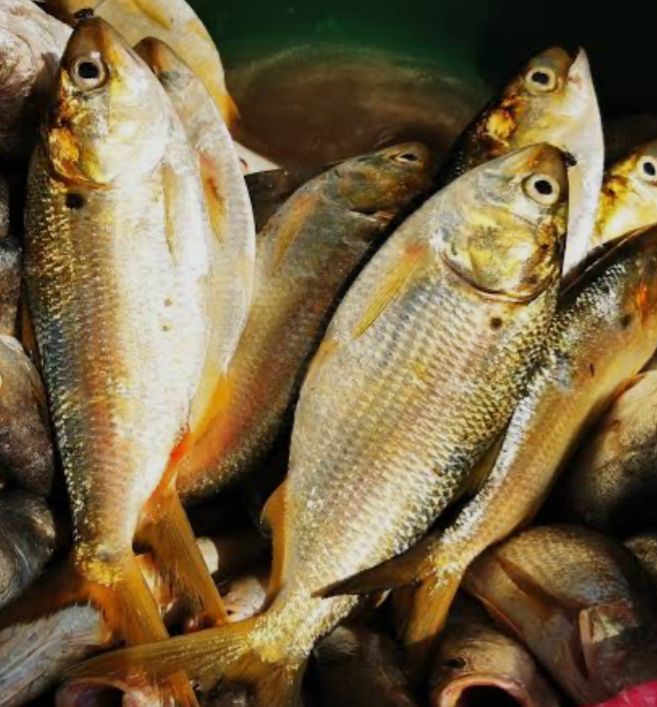 Poisson : sardine - Photo 1