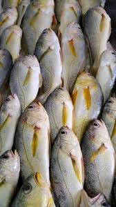 Poisson: Bossu - Photo 1