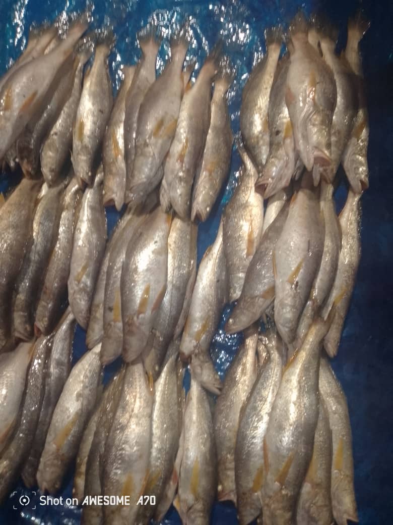 Poisson Bars - Photo 1